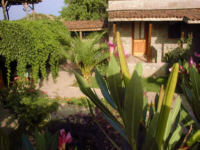 Our garden